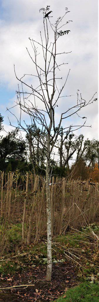 Sorbus aucuparia 250-300 cm